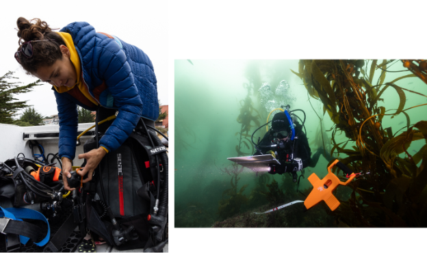 Carolina Olguín Jacobson, cuando el océano se calienta: lo que 15 años de monitoreo liderado por la comunidad revelaron sobre las áreas marinas protegidas en los bosques de kelp (Español)