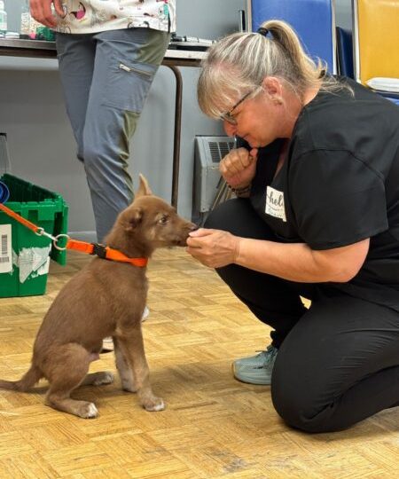 The Ontario SPCA delivers vital pet care to underserved families in Midland