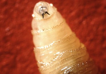 A Rare Flesh-Eating Screwworm Infects U.S. Resident