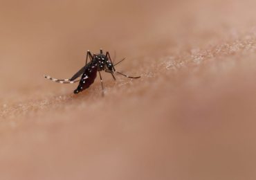 What to Know About Chikungunya Amid Southern China Outbreak of Mosquito-Borne Virus