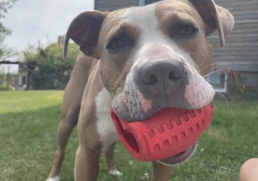 Doug’s journey from stray to cherished family member