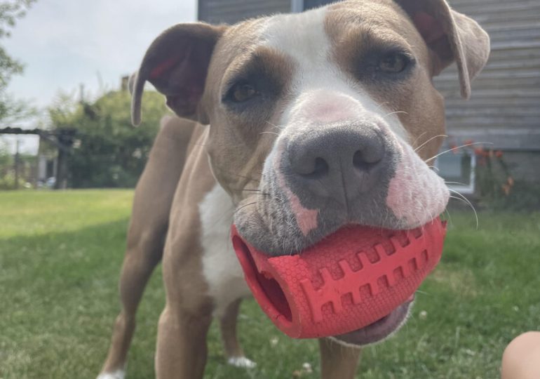 Doug’s journey from stray to cherished family member