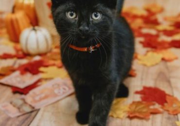 Rake in cash while helping animals with the Ontario SPCA’s Draws for Paws 50/50 Lottery
