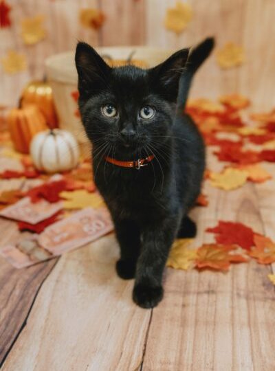Rake in cash while helping animals with the Ontario SPCA’s Draws for Paws 50/50 Lottery