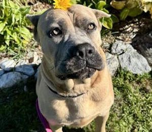 The Ontario SPCA hosts special adoption event to fill hearts and empty animal centres