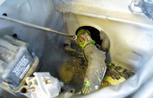 Entry Points: How Mice Sneak Into Minnesota Homes