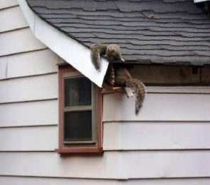 Preparation For Fall Season Wildlife