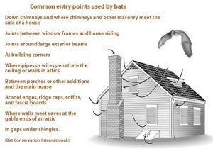Wildlife-Proofing and Repairing Your Minnesota Home