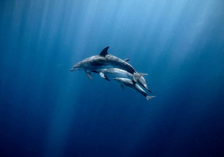 A global win: 60 countries ratify the Global Ocean Treaty