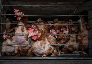 Turning Promise into Progress: Strategic Pathways for Animal Welfare Reform in the European Union