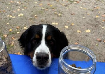 Enjoy a howlin’ good time while helping animals in need at Pet-Oberfest