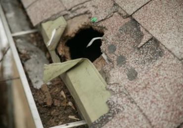 Home Repairs from Wild Animal Damage in Minnesota