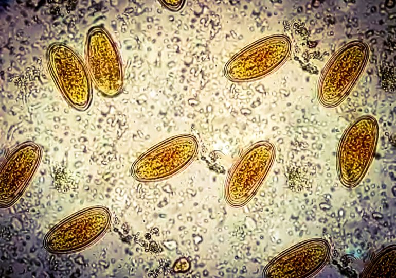 What Ancient Poop Reveals About Our Ancestors
