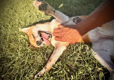 From stray to snuggled: Sheba’s story of healing and hope