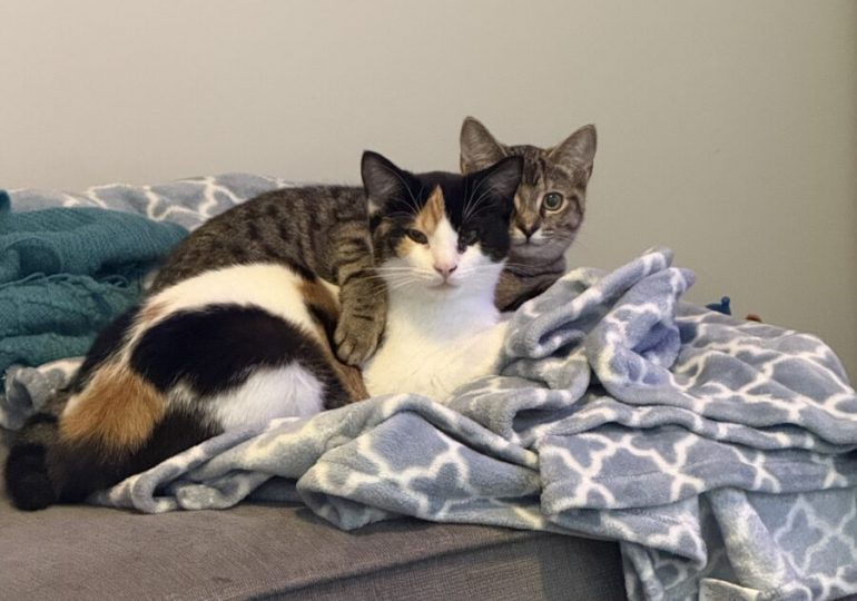 From rough start to loving home: The heartwarming journey of Frankie and Molly