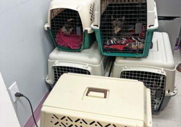 Rising costs leave families struggling to care for their animals