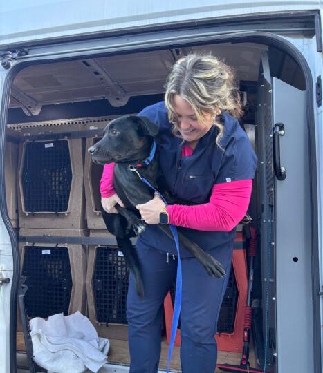 The Ontario SPCA prepares to welcome over 40 animals from Northern Ontario