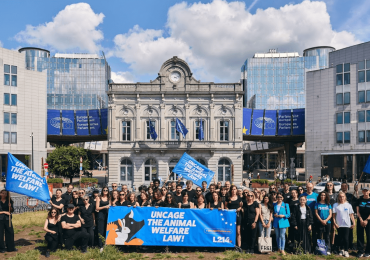 Strategic Recommendations for a Stronger Animal Advocacy Movement: How to Overcome Legislative Stalemate?