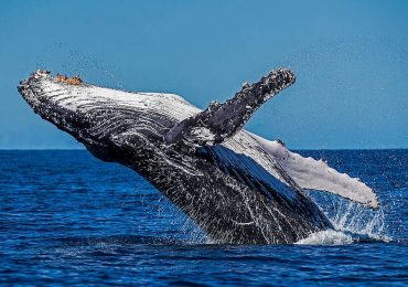 From Harpoons to Hope –  The Return of Humpback Whales