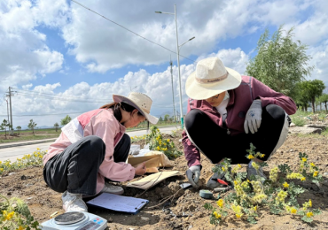 Kai Shi | Between Drought and Grazing: The Ecological Secret Behind Solanum rostratum Invasion