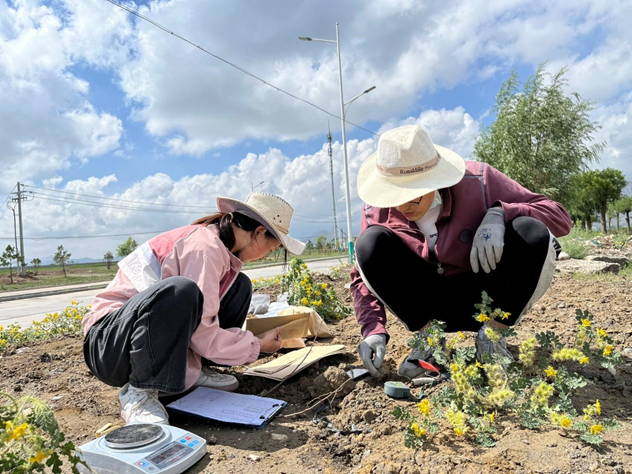 Kai Shi | Between Drought and Grazing: The Ecological Secret Behind Solanum rostratum Invasion
