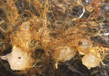 Kenji Suetsugu | Deadwood is not dead: a carbon gateway for orchid seedlings on dark forest floors 