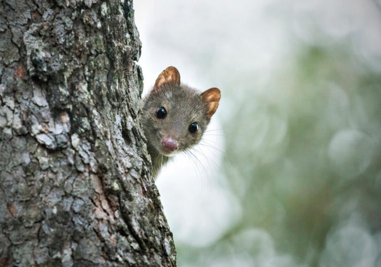 A Message to You: Thank you for speaking for our forests
