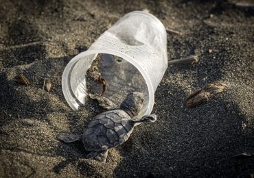 This Small Amount of Plastic Is Enough to Kill a Sea Turtle