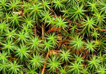 Moss Can Survive the Harsh Conditions of Space