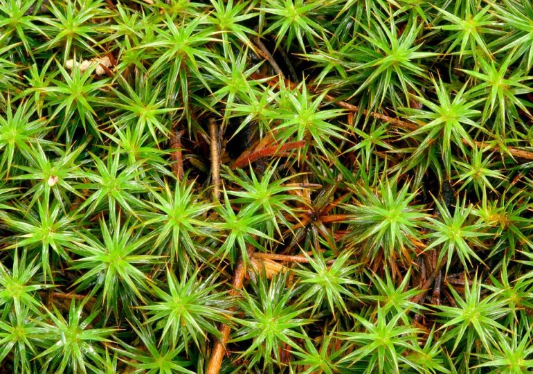 Moss Can Survive the Harsh Conditions of Space