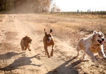 DNA Reveals the Secret History of Dogs