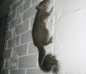 Minnesota Winter Wildlife Problems You Can’t Ignore