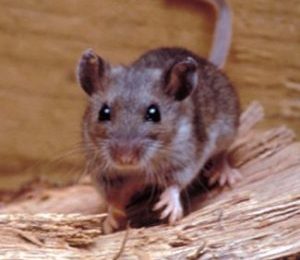 What to Do When Mice Are in Your Walls