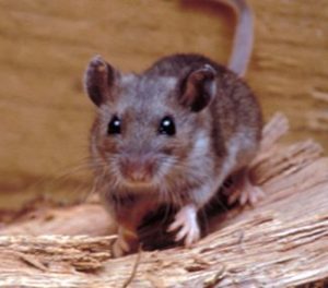 What to Do When Mice Are in Your Walls