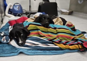 Ontario SPCA Sudbury Regional Veterinary Clinic marks 565 surgeries in first months of operation