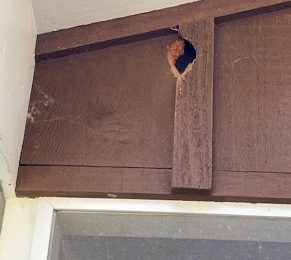 How Professionals Seal Your Home to Prevent Future Squirrel Problems