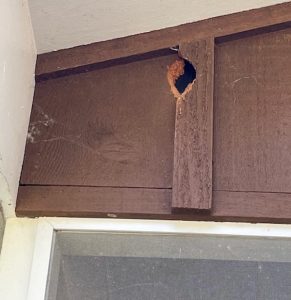 How Professionals Seal Your Home to Prevent Future Squirrel Problems