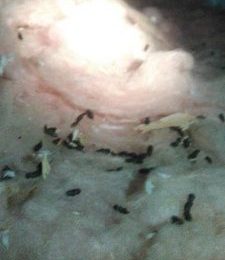 How to Tell If Mice Are Gone