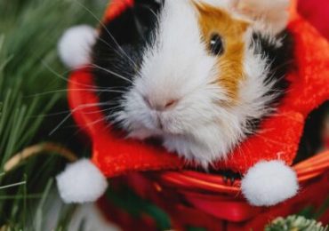 Make tails wag and wishes come true with the Ontario SPCA’s Home for the Holidays adoption campaign