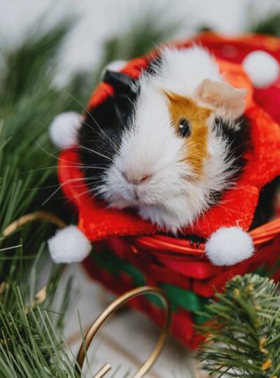 Make tails wag and wishes come true with the Ontario SPCA’s Home for the Holidays adoption campaign