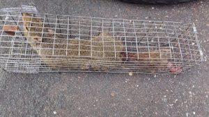 Squirrel Removal Minneapolis