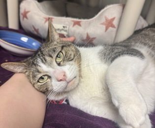 Vinny’s miraculous journey