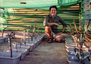 Mark Wong: Bonsaiing mangroves to uncover how traits shape – and flip – ant competition