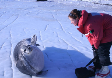 Amy Kirkham: Hormones reflect the impacts of reproductive rest on subsequent pregnancy in a marine predator