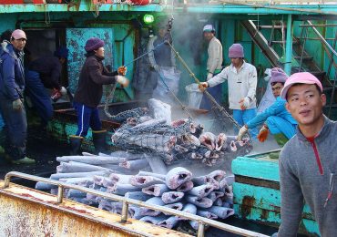 New Investigation Reveals Forced Labour Tied to Tuna Sold in Australia