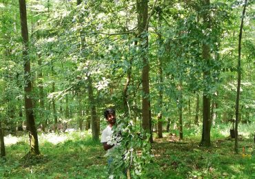 Soumen Mallick | No one-size-fits-all forest management: what elevation reveals about herbivory and plant stress 